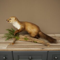 Marder Steinmarder Präparat Standpräparat Deko Höhe 33 cm Tierpräparat 89.5.255