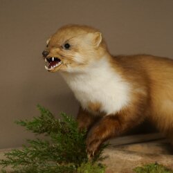 Marder Steinmarder Präparat Standpräparat Deko Höhe 33 cm Tierpräparat 89.5.255