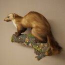 Marten, Stone Marten, Taxidermy Display, Height 33 cm, Taxidermy Specimen 89.5.256