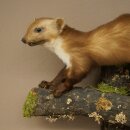 Marten, Stone Marten, Taxidermy Display, Height 33 cm, Taxidermy Specimen 89.5.256
