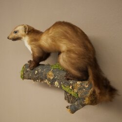 Marten, Stone Marten, Taxidermy Display, Height 33 cm, Taxidermy Specimen 89.5.256