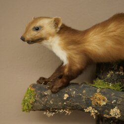 Marten, Stone Marten, Taxidermy Display, Height 33 cm, Taxidermy Specimen 89.5.256