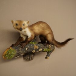 Marten, Stone Marten, Taxidermy Display, Height 33 cm, Taxidermy Specimen 89.5.256