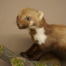 Marten (Stone Marten) Taxidermy Specimen, Decorative, Height 34 cm, Taxidermy Specimen 89.5.257