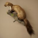 Marten (Stone Marten) Taxidermy Specimen, Decorative, Height 34 cm, Taxidermy Specimen 89.5.257