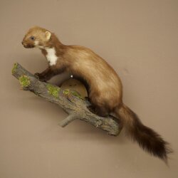 Marten (Stone Marten) Taxidermy Specimen, Decorative, Height 34 cm, Taxidermy Specimen 89.5.257