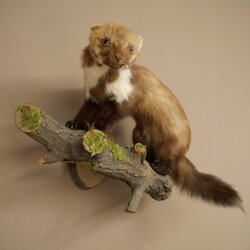 Marten (Stone Marten) Taxidermy Specimen, Decorative, Height 34 cm, Taxidermy Specimen 89.5.257