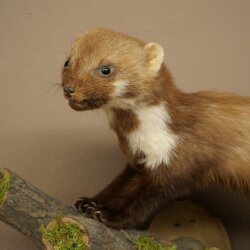 Marten (Stone Marten) Taxidermy Specimen, Decorative, Height 34 cm, Taxidermy Specimen 89.5.257