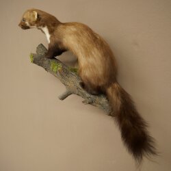 Marten (Stone Marten) Taxidermy Specimen, Decorative, Height 34 cm, Taxidermy Specimen 89.5.257