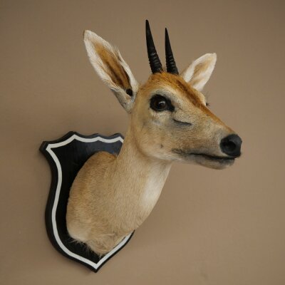 Kroonafdruk HL 10 cm Kop Preparaat Hoofd Antilope 95.14.29