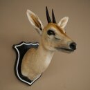 Stampante a corona HL 10 cm, testa, preparato, antilope...