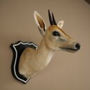 Stampante a corona HL 10 cm, testa, preparato, antilope...