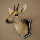Kroonafdruk HL 10 cm Kop Preparaat Hoofd Antilope 95.14.29