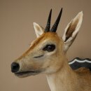 Kroonafdruk HL 10 cm Kop Preparaat Hoofd Antilope 95.14.29