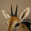 Kroonafdruk HL 10 cm Kop Preparaat Hoofd Antilope 95.14.29