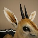 Kroonafdruk HL 10 cm Kop Preparaat Hoofd Antilope 95.14.29