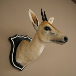 Kroonafdruk HL 10 cm Kop Preparaat Hoofd Antilope 95.14.29
