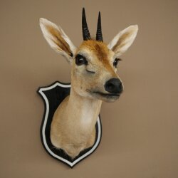 Kroonafdruk HL 10 cm Kop Preparaat Hoofd Antilope 95.14.29