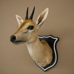 Kroonafdruk HL 10 cm Kop Preparaat Hoofd Antilope 95.14.29
