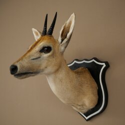 Kroonafdruk HL 10 cm Kop Preparaat Hoofd Antilope 95.14.29