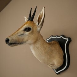 Kroonafdruk HL 10 cm Kop Preparaat Hoofd Antilope 95.14.29