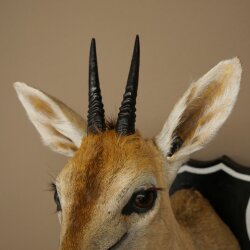 Kroonafdruk HL 10 cm Kop Preparaat Hoofd Antilope 95.14.29