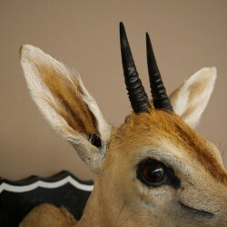Kroonafdruk HL 10 cm Kop Preparaat Hoofd Antilope 95.14.29