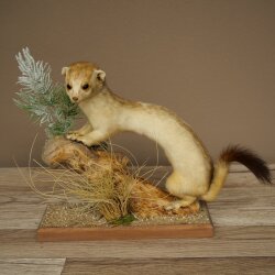 Hermelin Wiesel Winter/Sommer Fell Fellwechsel Höhe 26 cm Tierpräparat 89.1.58