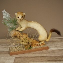 Hermelin Wiesel Winter/Sommer Fell Fellwechsel Höhe 26 cm Tierpräparat 89.1.58