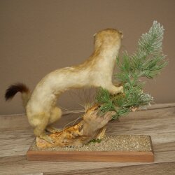 Hermelin Wiesel Winter/Sommer Fell Fellwechsel Höhe 26 cm Tierpräparat 89.1.58