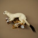 Hermeline, belette, fourrure dhiver, hauteur 14 cm,...