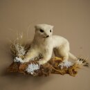 Hermelin Wiesel Winter Fell Höhe 14 cm Tierpräparat 89.1.59