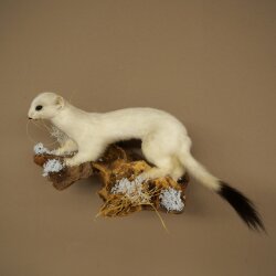 Hermelin Wiesel Winter Fell Höhe 14 cm Tierpräparat 89.1.59