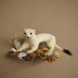 Hermelin Wiesel Winter Fell Höhe 14 cm Tierpräparat 89.1.59
