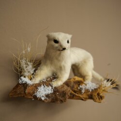 Hermelin Wiesel Winter Fell Höhe 14 cm Tierpräparat 89.1.59