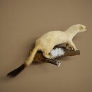 Hermelin Wiesel Winter Fell Höhe 12 cm Tierpräparat 89.1.60