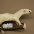 Hermelin Wiesel Winter Fell Höhe 12 cm Tierpräparat 89.1.60