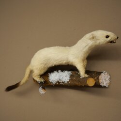 Hermelin Wiesel Winter Fell Höhe 12 cm Tierpräparat 89.1.60
