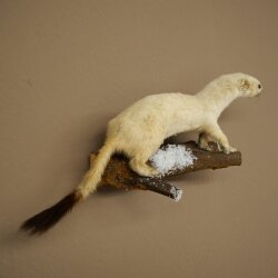 Hermelin Wiesel Winter Fell Höhe 12 cm Tierpräparat 89.1.60