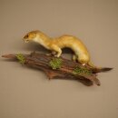 Hermeline, grande belette, fourrure dété,...