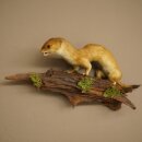 Hermelin großes Wiesel Sommer Fell Präparat Höhe 15 cm Tierpräparat 89.2.96
