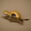 Hermelin großes Wiesel Sommer Fell Präparat Höhe 15 cm Tierpräparat 89.2.96