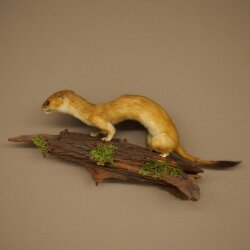 Hermelin großes Wiesel Sommer Fell Präparat Höhe 15 cm Tierpräparat 89.2.96