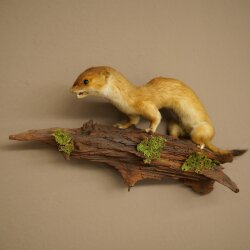 Hermelin großes Wiesel Sommer Fell Präparat Höhe 15 cm Tierpräparat 89.2.96