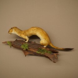Hermelin großes Wiesel Sommer Fell Präparat Höhe 15 cm Tierpräparat 89.2.96
