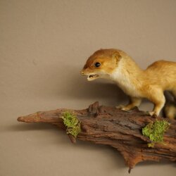 Hermelin großes Wiesel Sommer Fell Präparat Höhe 15 cm Tierpräparat 89.2.96