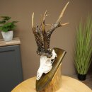 Record-breaking Antler Replica "Marton Vasar"...