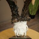 Record-breaking Antler Replica "Marton Vasar" Roe Deer Antlers, Roe Buck, Roe Deer, 11/24