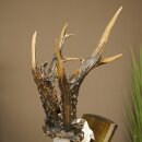 Record-breaking Antler Replica "Marton Vasar" Roe Deer Antlers, Roe Buck, Roe Deer, 11/24