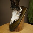 Record-breaking Antler Replica "Marton Vasar" Roe Deer Antlers, Roe Buck, Roe Deer, 11/24